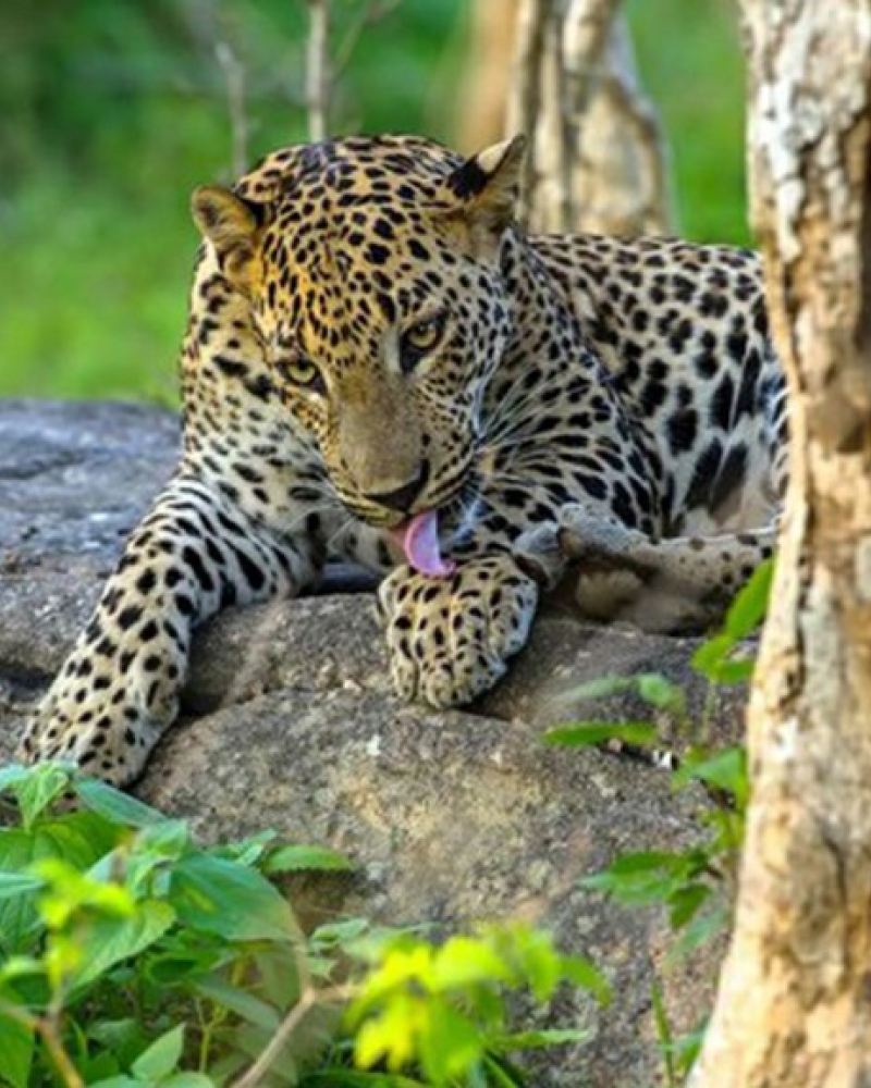 Yala National Park