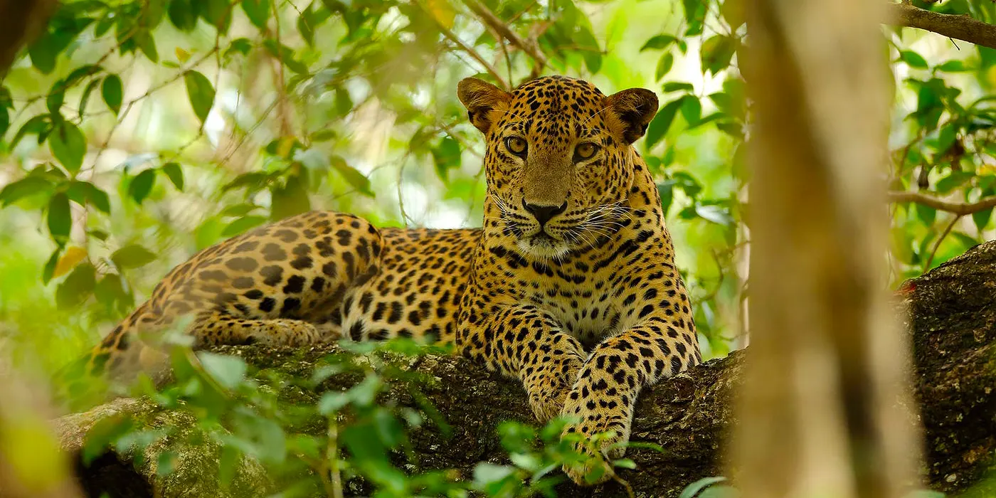 Do Dream Sri Lanka News