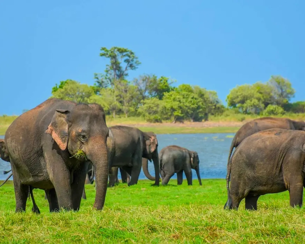 Do Dream Sri Lanka Tour Packages