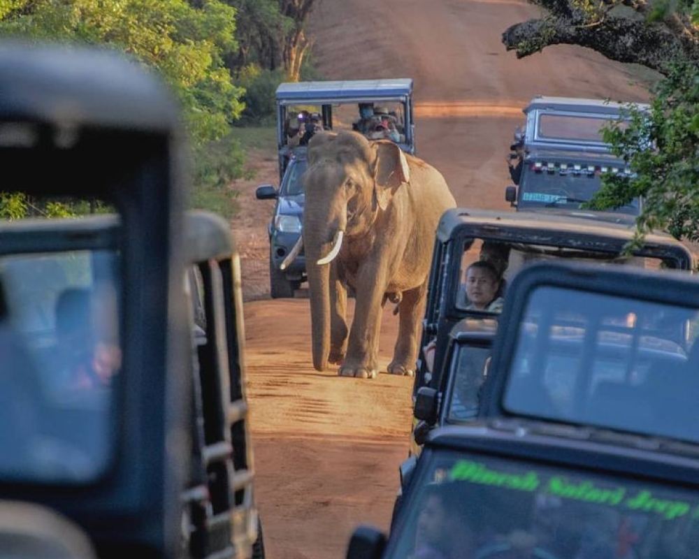 Do Dream Sri Lanka Tour Packages